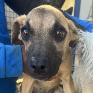 ADINA (♀) - auf PS im PLZ Bereich 66 - vermittelt