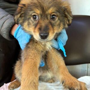 AKAMI (♀) - ausgereist zur Tierhilfe Lebenswert