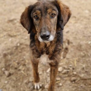 ALEA (♀) - vermisst 11/24