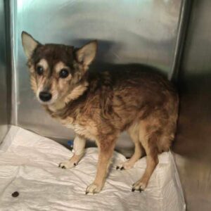 GODJA (♀) - RBB 04/25