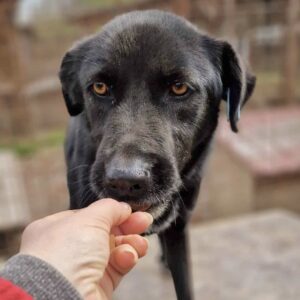 ALUX (♀) - seit 2020 im Shelter