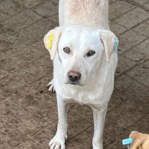 AMBRE (♀) - starke Hautprobleme