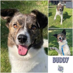 BUDDY (♂) in 26810 Westoverledingen