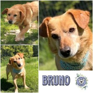 BRUNO (♂) in 24358 Ahlefeld Bistensee