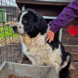 GAUCHO - Augenprobleme