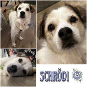 Schrödi (♂) in 32791 Lage