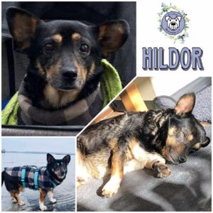 HILDOR - Gnadenplatzhund seit dem 14.02.2025
