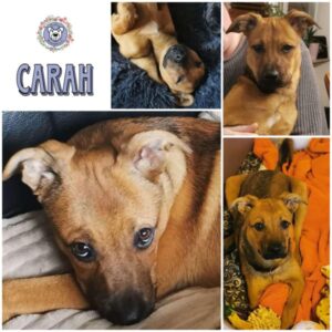 CARAH (♀) in 35619 Braunfels