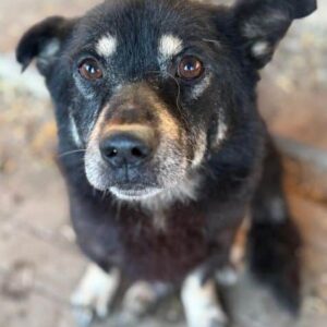 ARASHI (♂)- auf PS im PLZ Bereich 38 (NU)