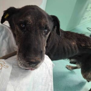 BENNIE (♂) - als PDR GPH auf PDR PS (AL)- RBB 02/2025