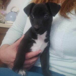 BIJOUH (♂) - auf PS im PLZ Bereich 56 - vermittelt