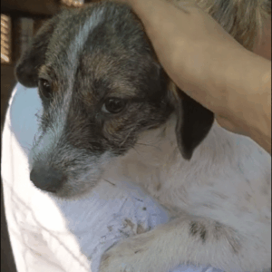 MAIA - ausgereist zu PVA