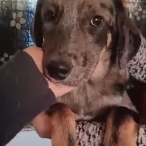 BROWNY - vermittelt JW