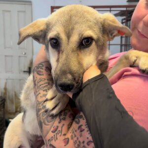 JANET (♀) - reserviert Tierhilfe Lebenswert DR - vermittelt