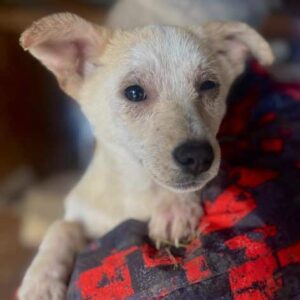 COCO (♀)- auf PS im PLZ Bereich 46 (NE) *ausgereist*