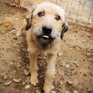 MIRI (♀) - vermittelt JW