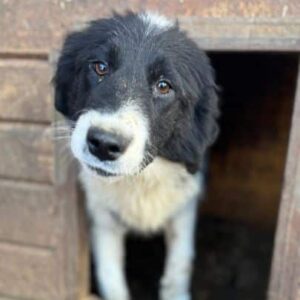 OLGA (♀) - reserviert Hundescheune (AL 17.05.)