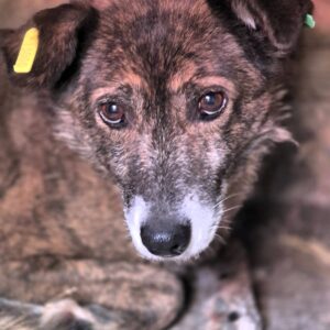 ROSANA (♀) - auf PS im PLZ Bereich 66 (NU)