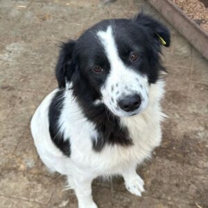 THUJA (♀) - auf PS im PLZ Bereich 08 - vermittelt