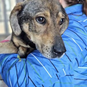 EIK (♂) - viel zu dünn! (Doppelerfassung=ausgereist als Gandalf)