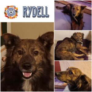 RYDELL (♂) in 18569 Neuenkirchen- reserviert