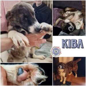 KIBA (♀) in 73278 Schlierbach
