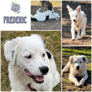 FREDERIC (♂) in 92637 Weiden