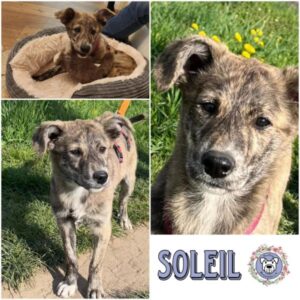 SOLEIL (♀) in 45219 Essen - vermittelt