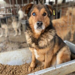 CALLI (♀) - seit mindestens 2019 im Shelter