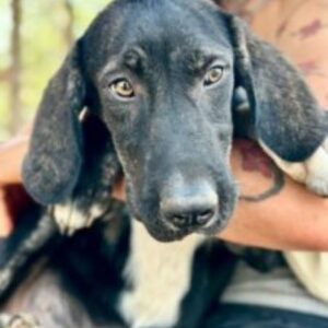 CARRIE (♀) - ausgereist zum TH Filderstadt (AL)