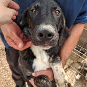 CARRO (♂) - ausgereist zum TH Filderstadt (AL)