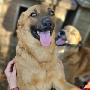 CAZI (♂) - ausgereist zu Tiere in Not Odenwald e.V. (PM)