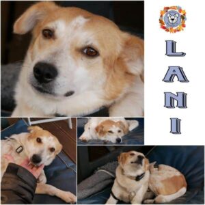 LANI (♀) in 21493 Möhnsen - vermittelt