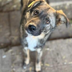 PEPPI (♂) - ausgereist zum TST Rösrath (AL)