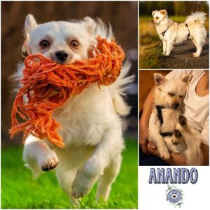 ANANDO (♂) in 38471 Rühen - vermittelt