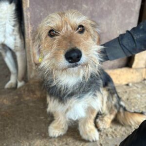 CHARMY (♂) - vermittelt MD