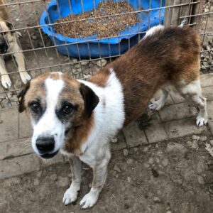 CLINT (♂) - vermittelt MH