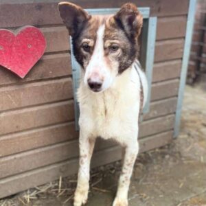 COLETTE - vermisst 11/24