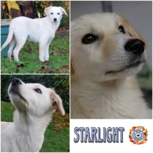 STARLIGHT (♀) in 21493 Möhnsen - vermittelt