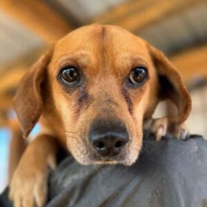 LIVIO (♂) - ausgereist zum TH Filderstadt (AL)