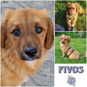 FIVOS (♂) in 16515 Oranienburg - vermittelt