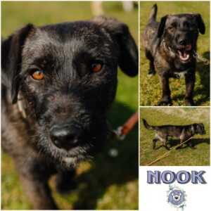 NOOK (♂) in 99636 Ostramondra