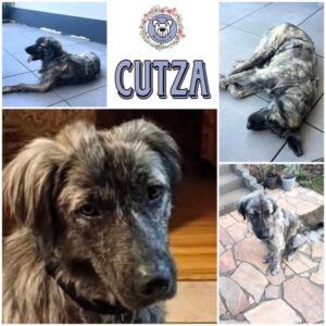 CUTZA (♀) in 66265 Heusweiler - reserviert