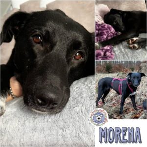 MORENA (♀) in 15306 Seelow - vermittelt