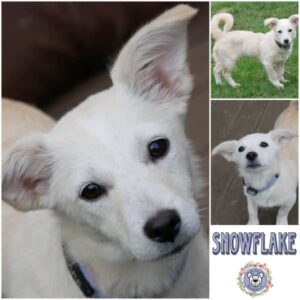 SNOWFLAKE (♀) in 21493 Möhnsen - vermittelt