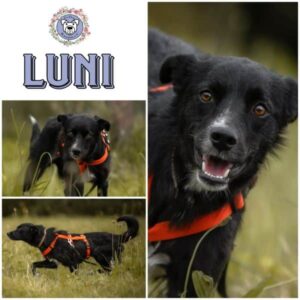 LUNI (♀) in 57632 Ziegenhain - vermittelt