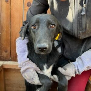 ANICE (♀) - beginnende Hautprobleme, wird unsicherer, sollte zeitnah reisen!