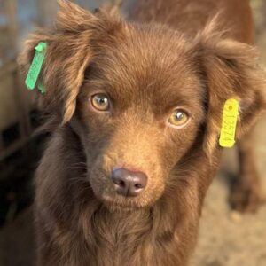 ENELY (♀) - ausgereist zu Vergessene Pfoten (AL)