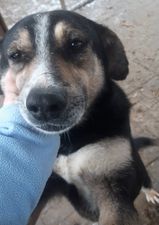 DIALA - reserviert TINO - vermittelt