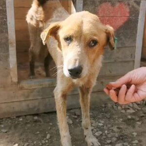 DJANGO (♂) - vermittelt BD